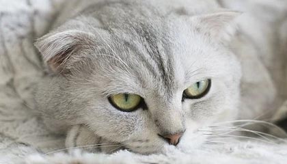 开云官方-街头篮球争霸赛，草根英雄同台竞技，街头篮球联赛