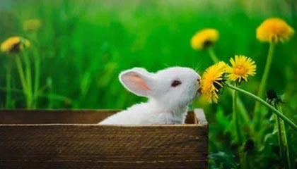 开云官方-街头篮球争霸赛，草根英雄同台竞技，街头篮球联赛